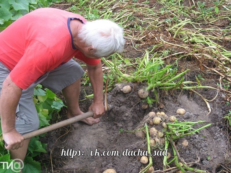 Агроном огород