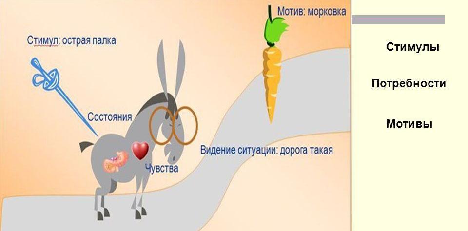 Мотивация труда картинка с морковкой