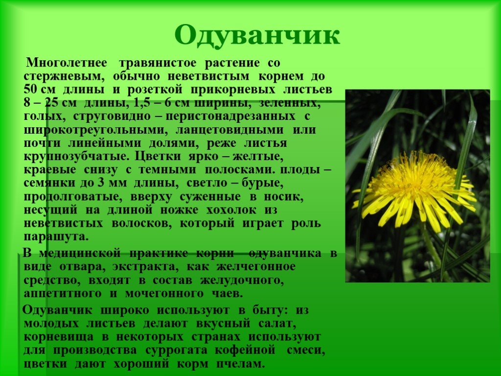 Текст о каком то растении. Одуванчик многолетнее травянистое растение. Научное описание одуванчика. Одуванчик описание. Одуванчик его внешний вид.