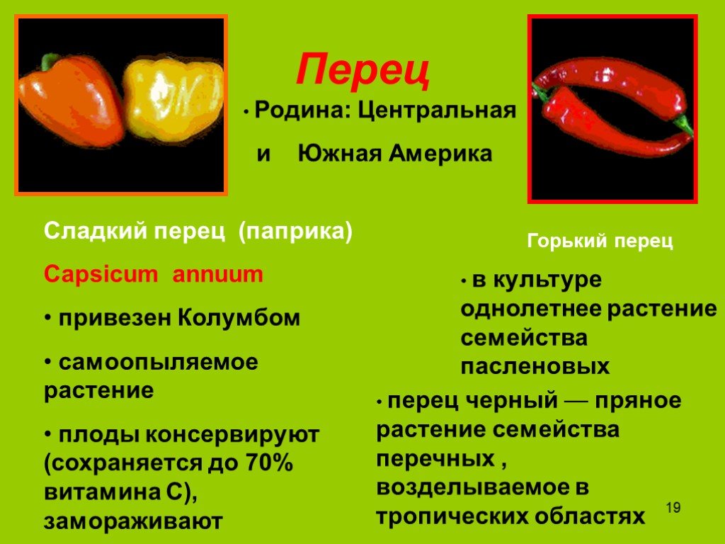 Перцев вред. Семейства Пасленовые перец сладкий. Перец для презентации. Строение перца. Строение болгарского перца.