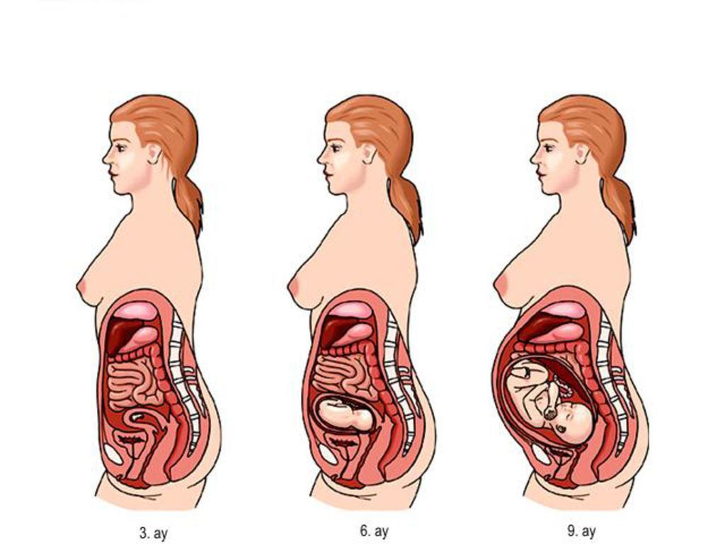 На каком сроке беременности увеличивается матка: Изменение размеров матки. 