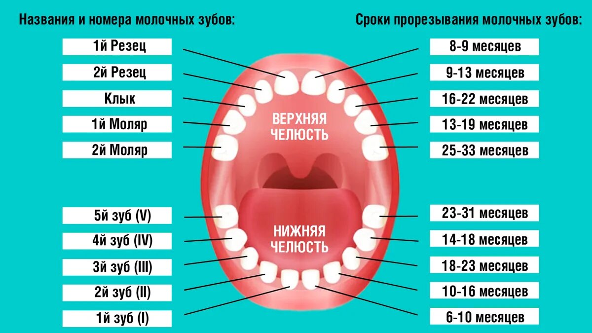 Зубы молочные схема смены