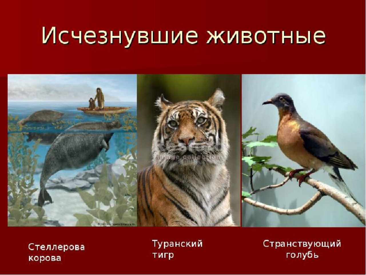 Животные из красной книги России которые вымерли
