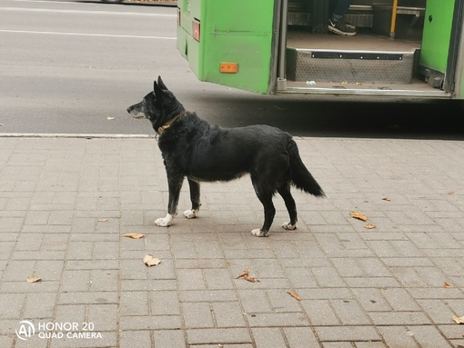 Навстречу нам выбежал пес. Кот и пес Димитровград потеряшки. Потеряшки Рязань животные кошки и собаки Рязань.