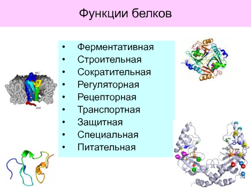 Схематическая диаграмма о биологической роли белков