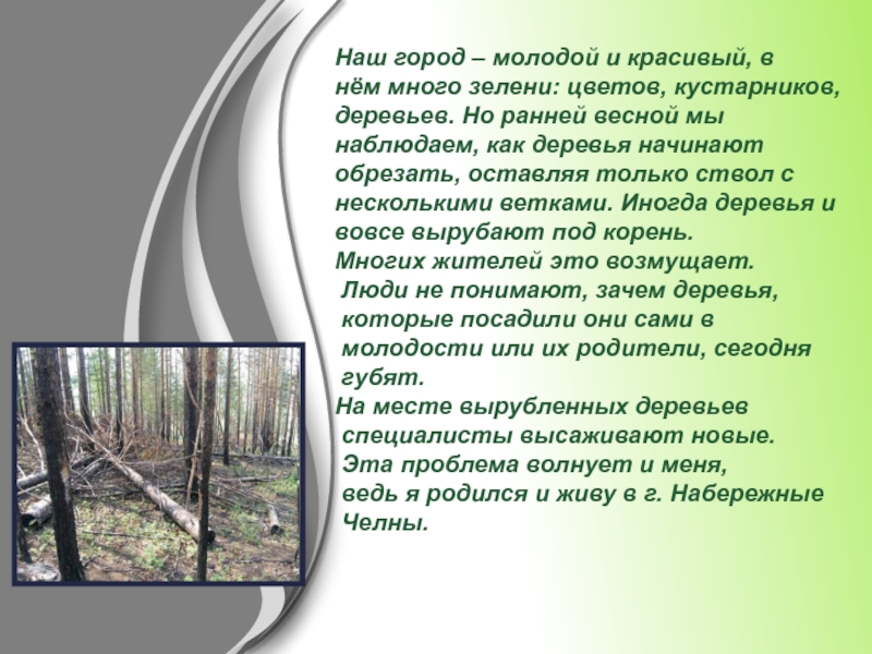 Зачем леса. Однажды ранней весной люди вырубили. Проблемы темы вырубки деревьев и нехватки птицам весной. Слышала Саша как лес вырубали стихотворение. Тема текста Аксакова рубка деревьев.