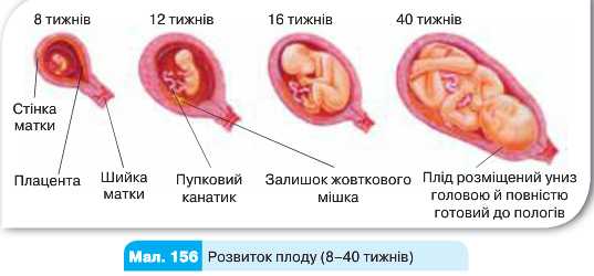 Плацента на какой неделе. Формирование плаценты по неделям. Начало формирования плаценты. На какой неделе беременности формируется плацента. Срок формирования плаценты у беременных.