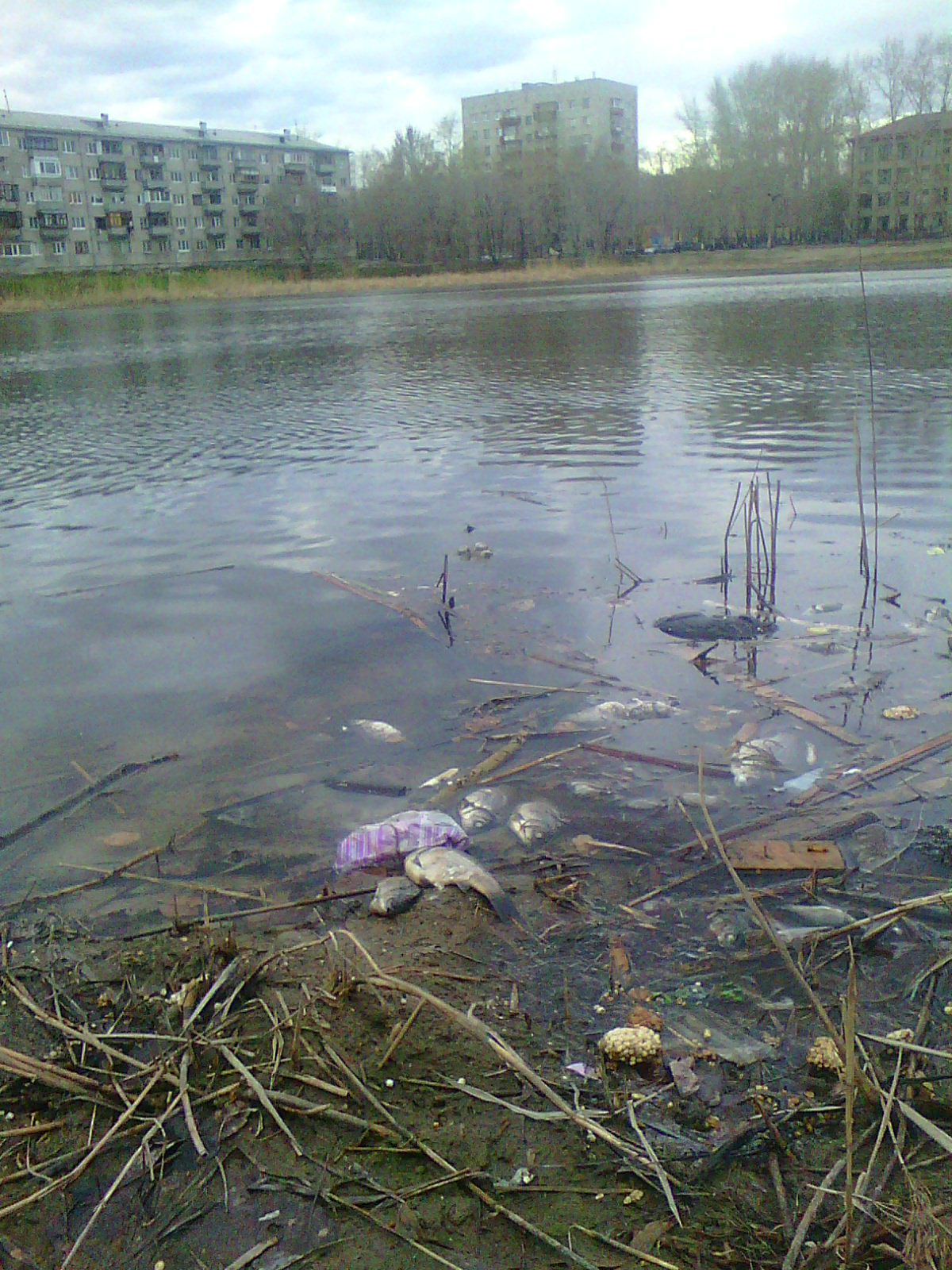 Загрязнение рек россии. Озеро грязное Тюмень. Грязный водоем. Загрязненные водоемы. Грязная река.