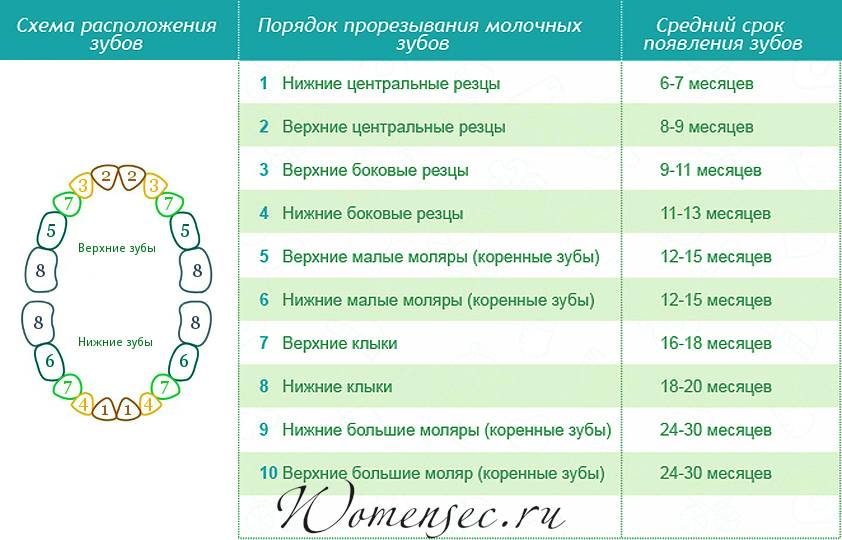 Порядок прорезывания молочных зубов у детей схема фото