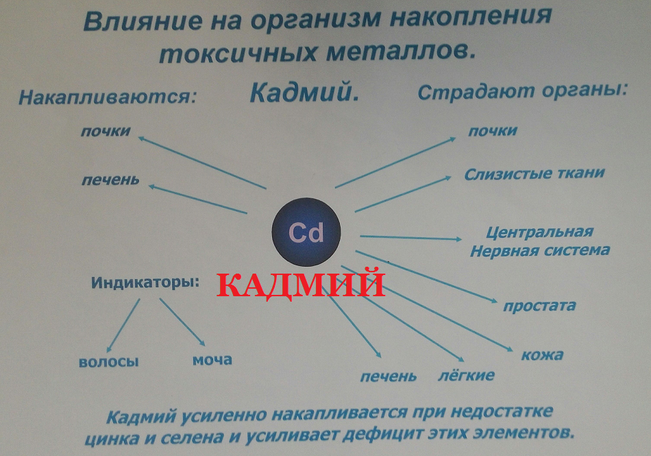 Как влияет на организм. Кадмий влияние на организм. Влияние кадмия на организм человека. Кадмий воздействие на человека. Влияние кадмия на человека.