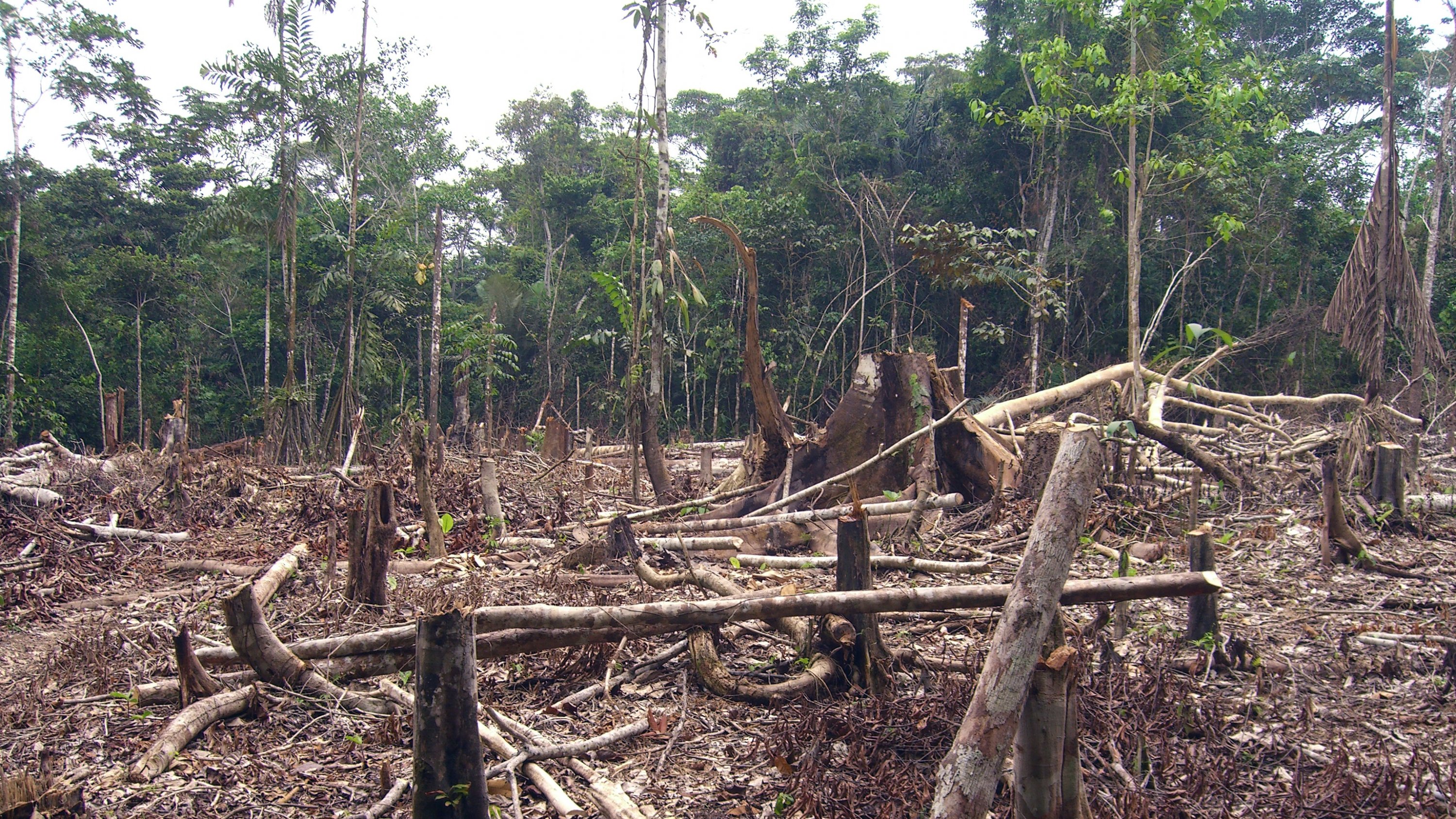 Проблема тропического леса. Обезлесение тропических лесов. Обезлесение тропических лесов Африки. Вырубка тропических лесов Амазонии. Обезлесение Перу.