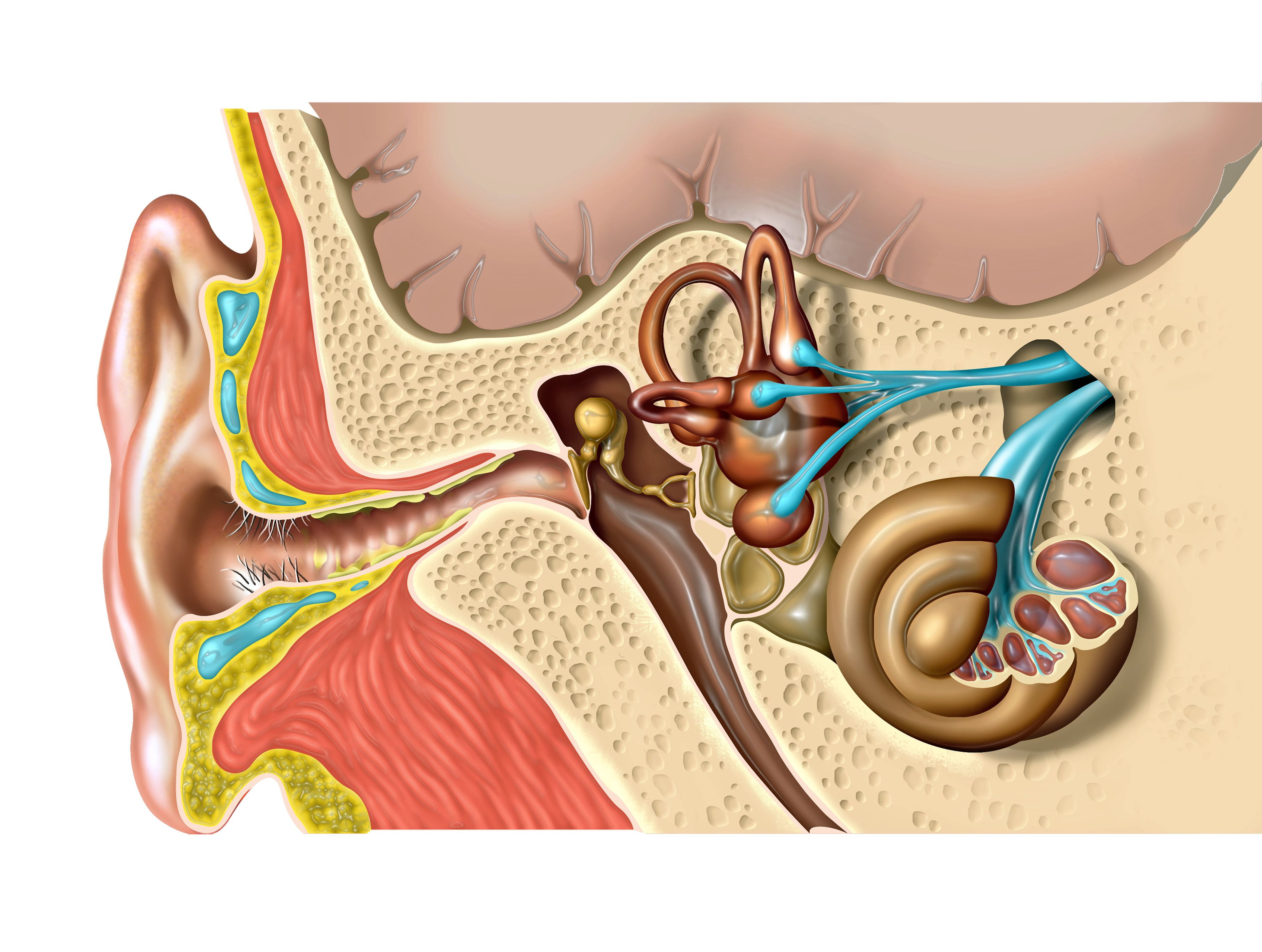 Садишься ухо закладывает. Анатомия уха. Разрез уха человека. Строение органа слуха человека. Строение уха.