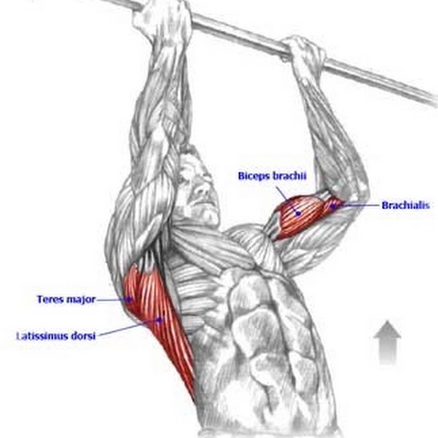Мышцы на турнике. Подтягивания на бицепс на турнике. Подтягивания обратным хватом мышцы. Подтягивания на брахиалис. Подтягивания супинированным хватом.